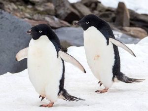 Пингвины Адели фото